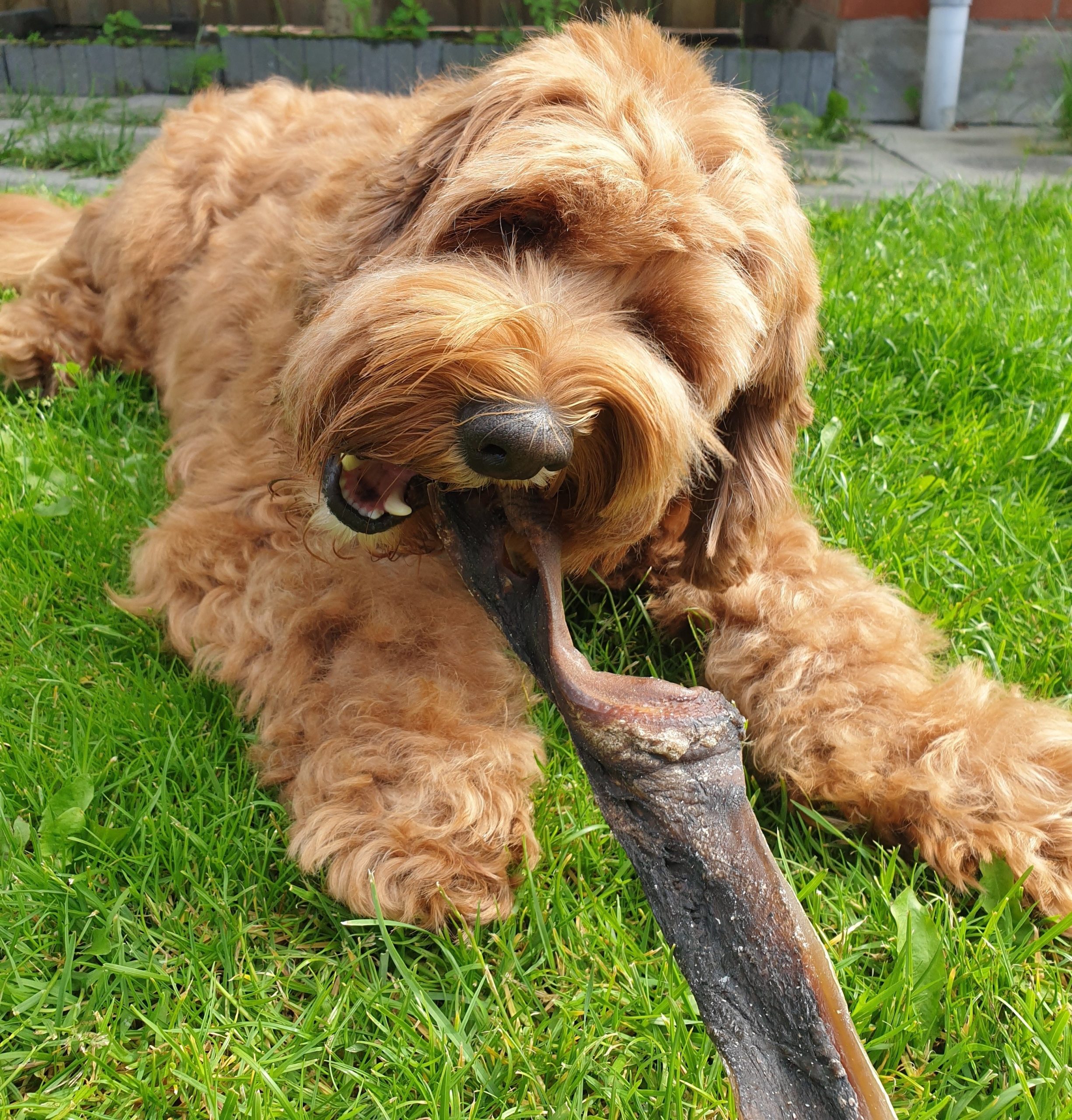 Runderhuid runderkophuid kauwsnack gedroogd voor de hond