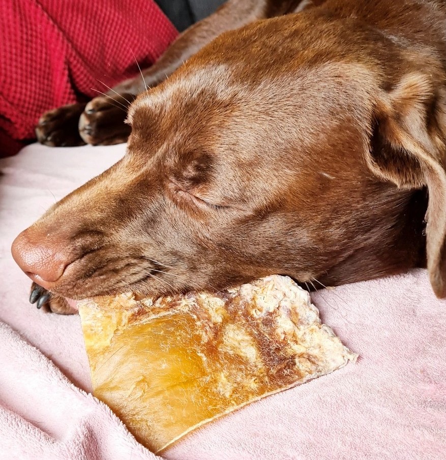 Runderkophuid runderhuid voor de hond