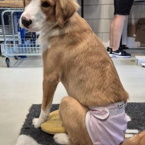 loops broekje - hond action