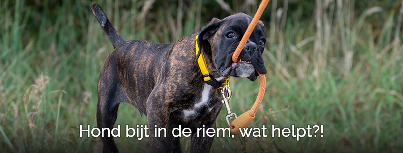 Anti-bijt riem puppy hond springt en bijt tijdens wandelen