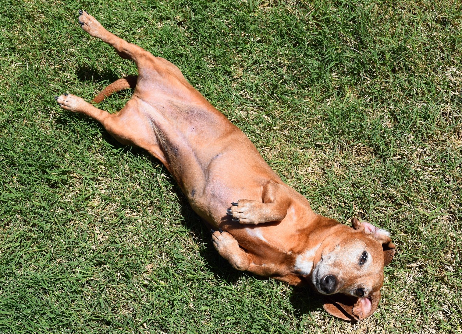 Een hond op de rug dwingen zorgt niet voor een onderdanige hond