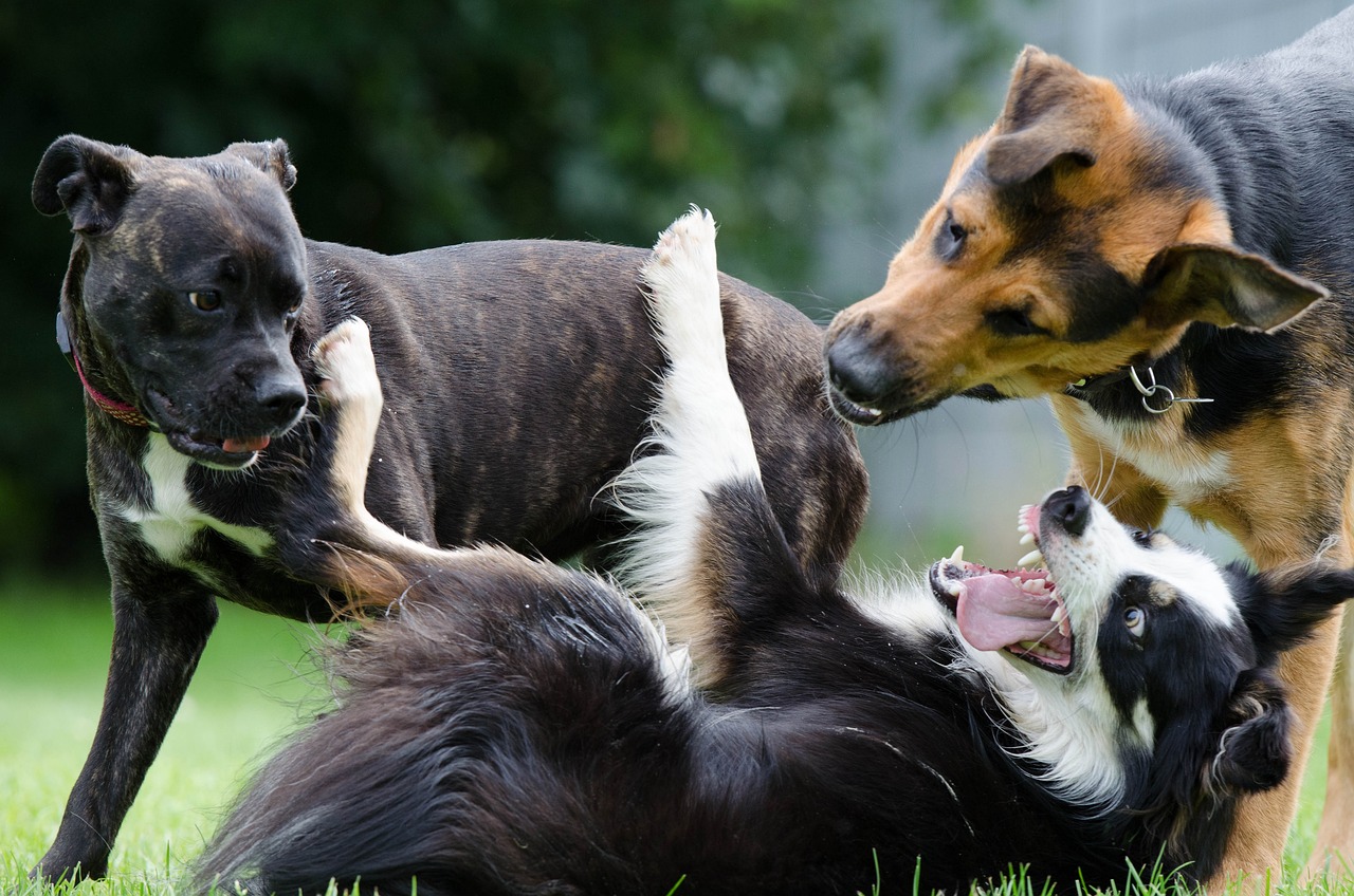 Er is geen sprake van dominantie bij honden die niet samenleven