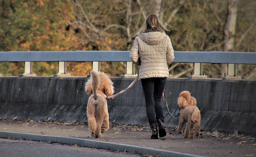 Hond bijt in lijn en valt baas aan