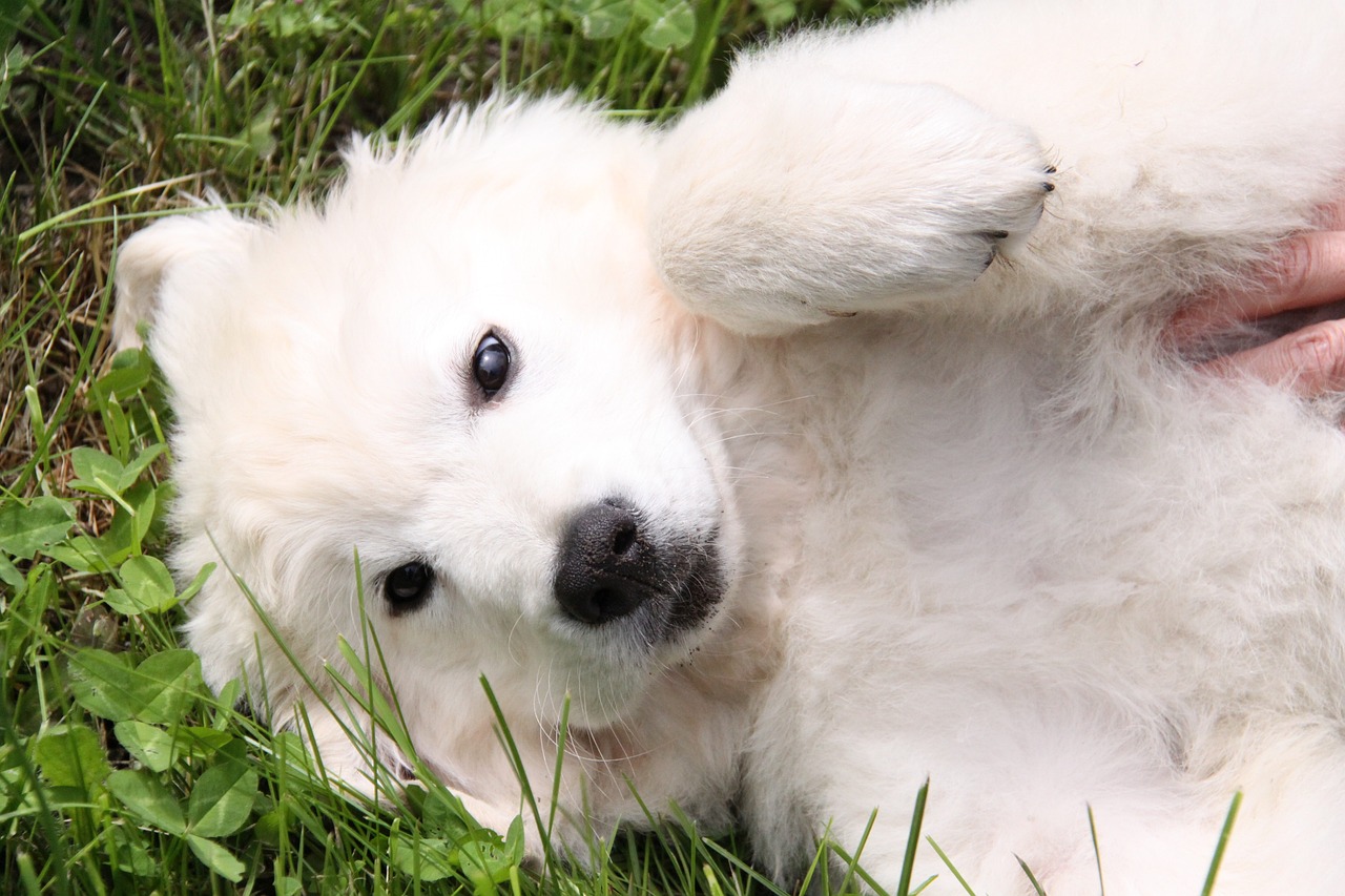 Hond dominantie op de rug leggen