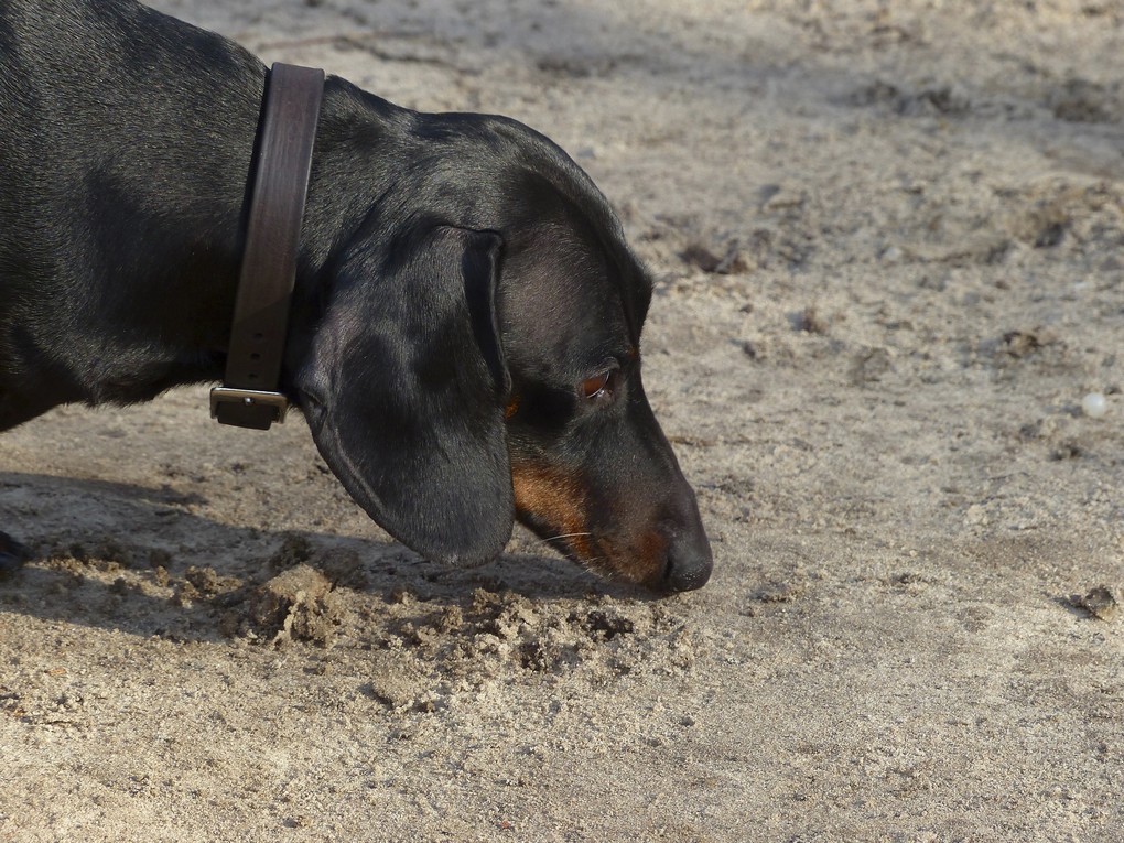 Onvermijdelijk Temerity cabine Wat te doen?! Hond eet obsessief Poep & Stront – Tips & Tricks -  Dierenoppas Amersfoort | Webshop bijzondere huisdier producten!