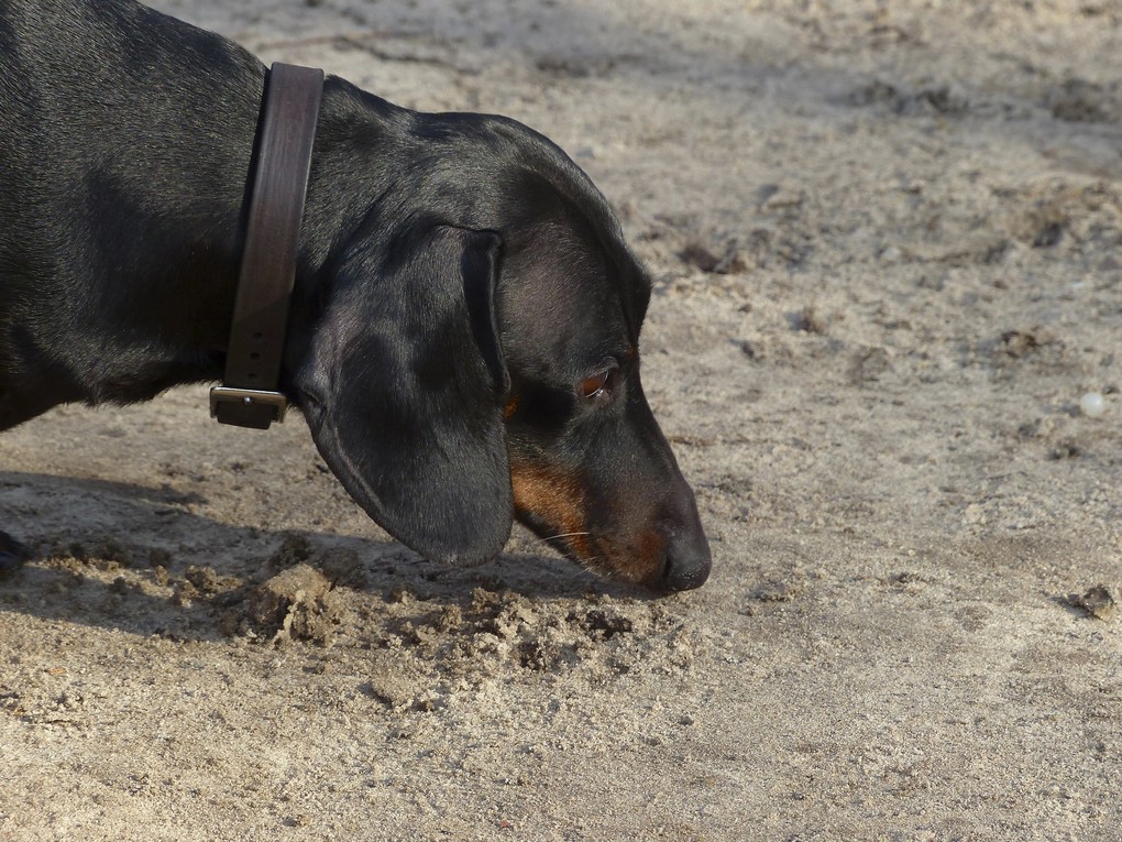 Hond eet eigen poep ontlasting stront op tips wat helpt