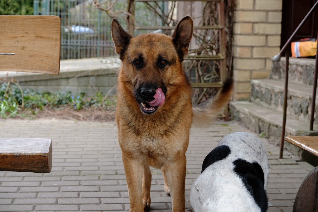 Hond eet hondenpoep hondenkak normaal gedrag