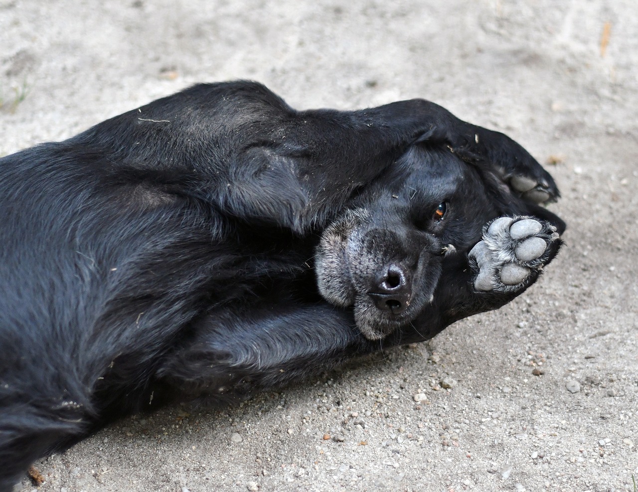 Hond niet op de rug leggen bij bijten