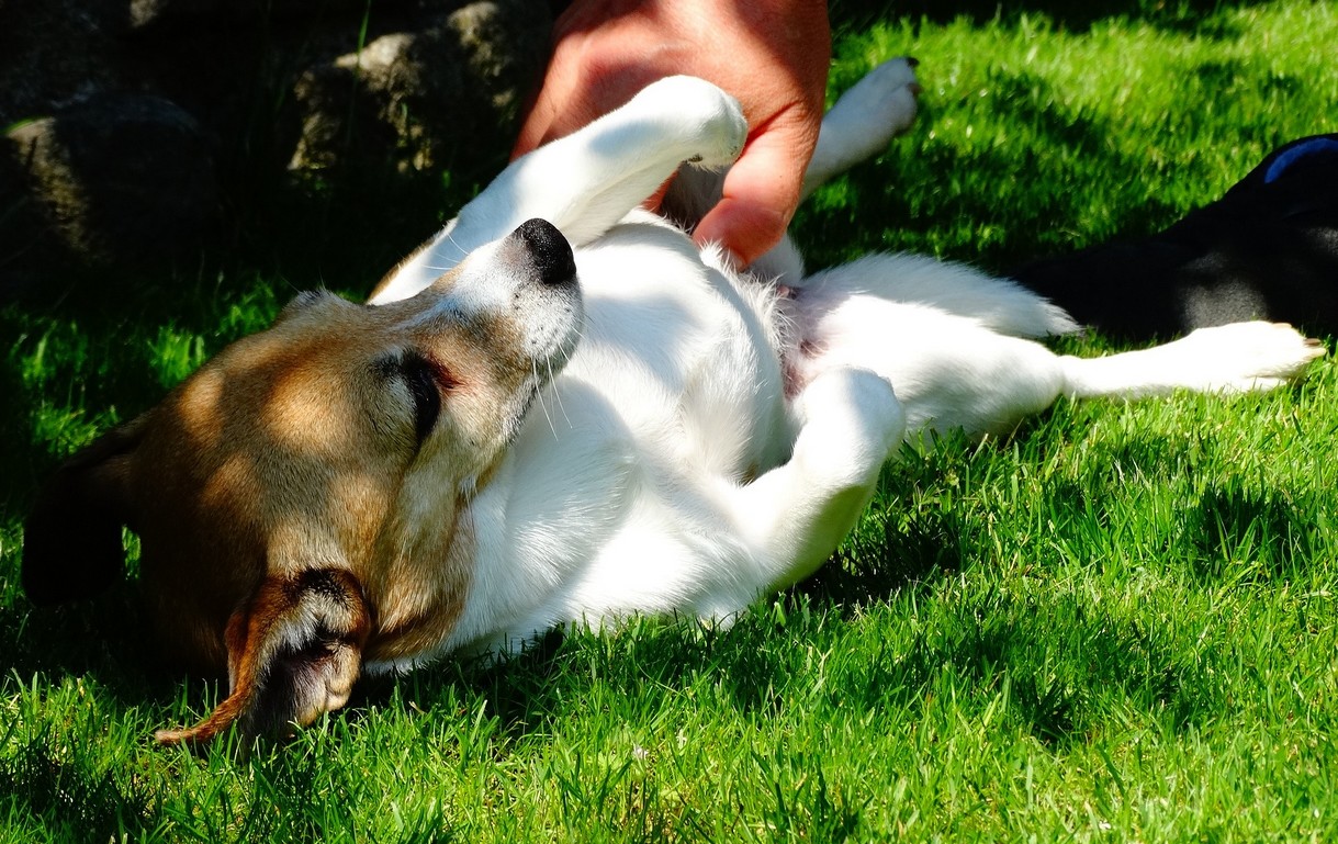 Hond op de rug leggen