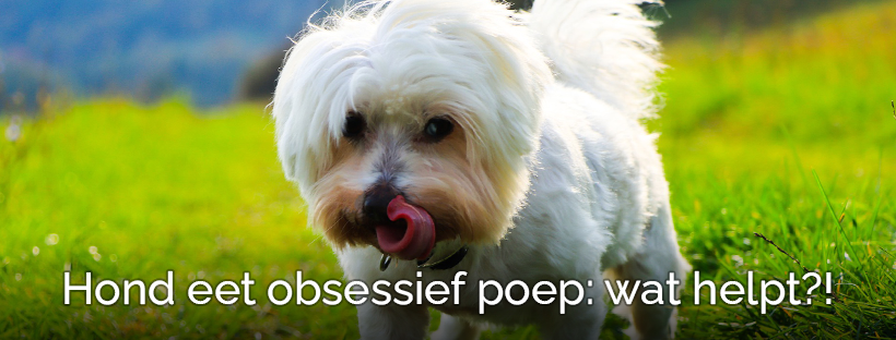 Hoeveelheid geld Interpreteren donderdag Wat te doen?! Hond eet obsessief Poep & Stront – Tips & Tricks -  Dierenoppas Amersfoort | Webshop bijzondere huisdier producten!