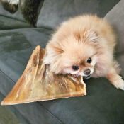 Kauwplaat hond