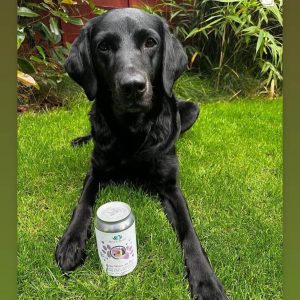 Kefir hond waterkefir hond probiotica