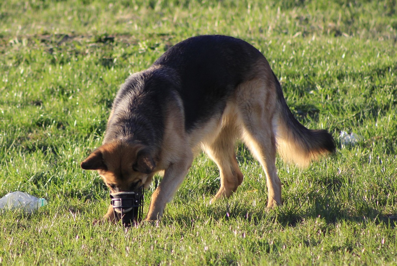 Met muilkorf kan een hond nog steeds poep eten