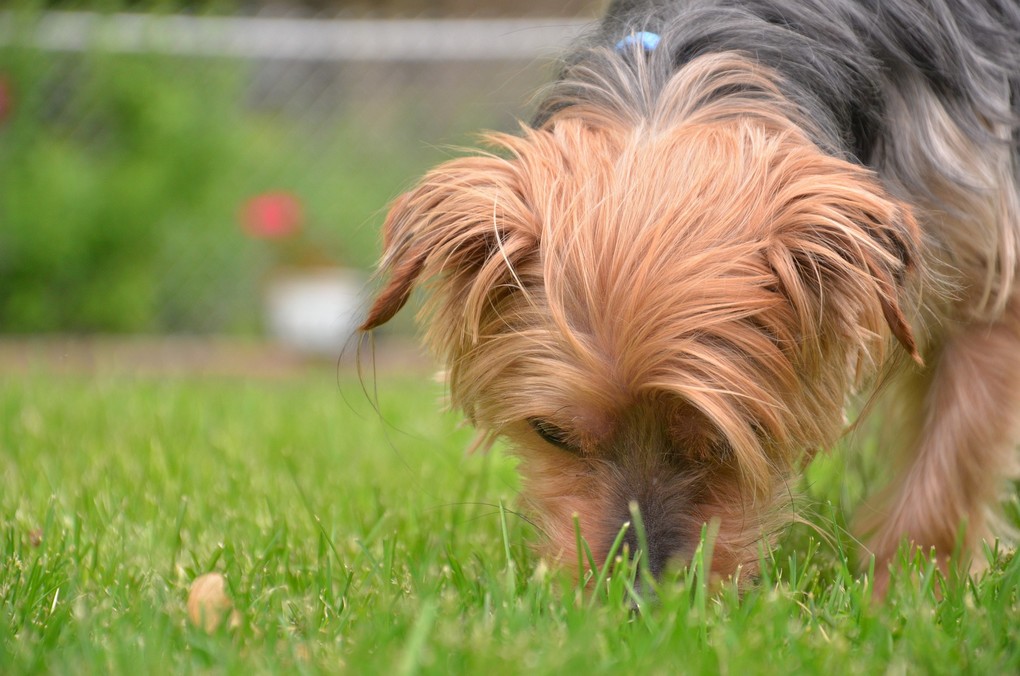 Product anti stront poep eten hond obsessief corrigeren