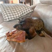 Runderkophuid kleine hond