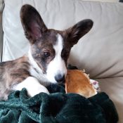 Runderkophuid puppy plaat