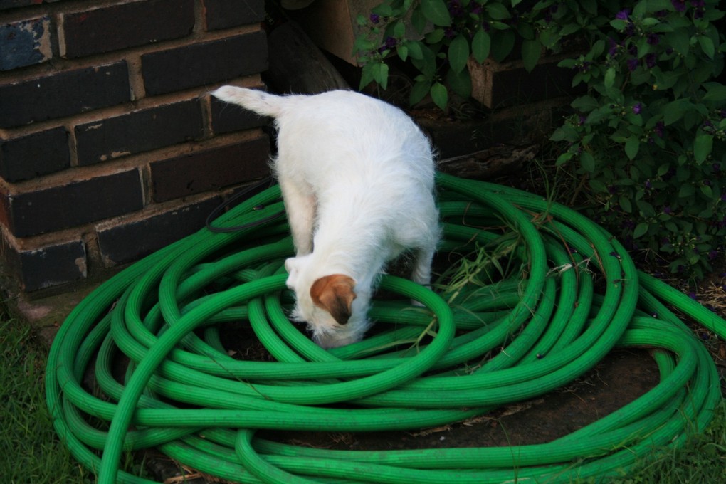 Verrijkte omgeving hond snuffelen brokjes voertjes snoepjes neuswerk hersenwerk