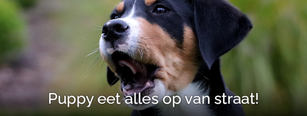 Wat te doen?! Puppy eet alles op van straat - Tips & Tricks