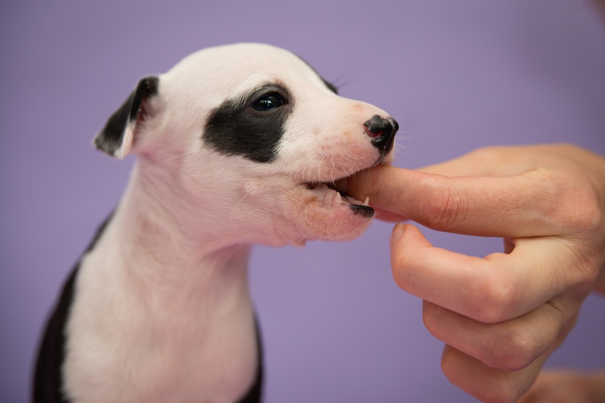 puppy eet alles van de grond sigarettenpeuk kauwgom steentjes corrigeren