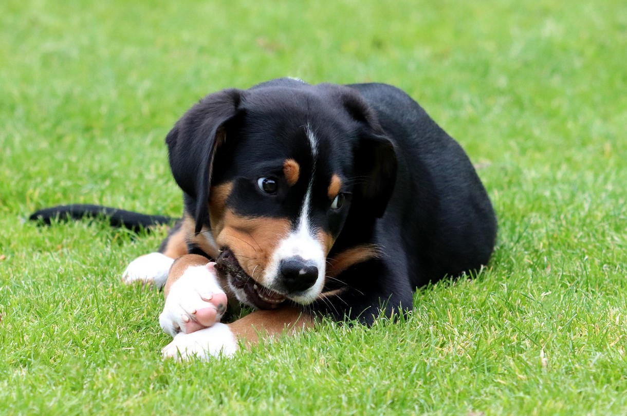 puppy eet alles van de grond sigarettenpeuk kauwgom steentjes tips