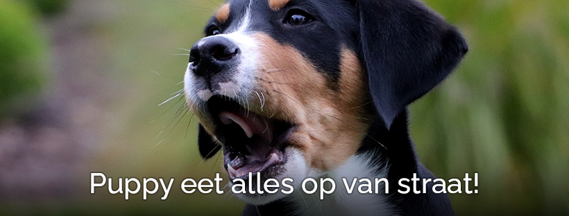 puppy eet alles van de grond sigarettenpeuk kauwgom steentjes