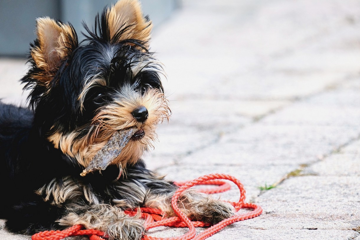 puppy eet alles wat los en vast zit van de grond sigarettenpeuk kauwgom steentjes