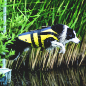 Zwemvest border collie hond zwemmen strand reddingsvest geel