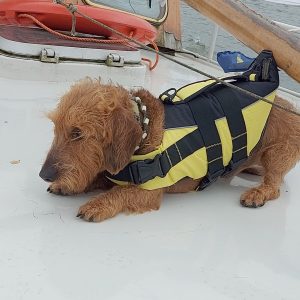 Zwemvest voor hond reddingsvest teckel geel