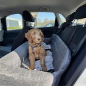 Automand autostoel labradoodle