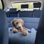 Automand autostoel puppy