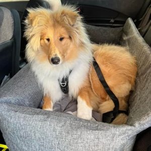 Autostoel hond met uitzicht naar buiten