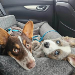 Autostoel twee honden