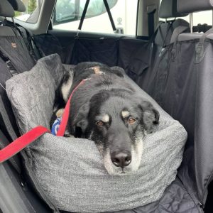 Autostoel voor een grote hond