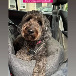 Hond misselijk in de auto automand