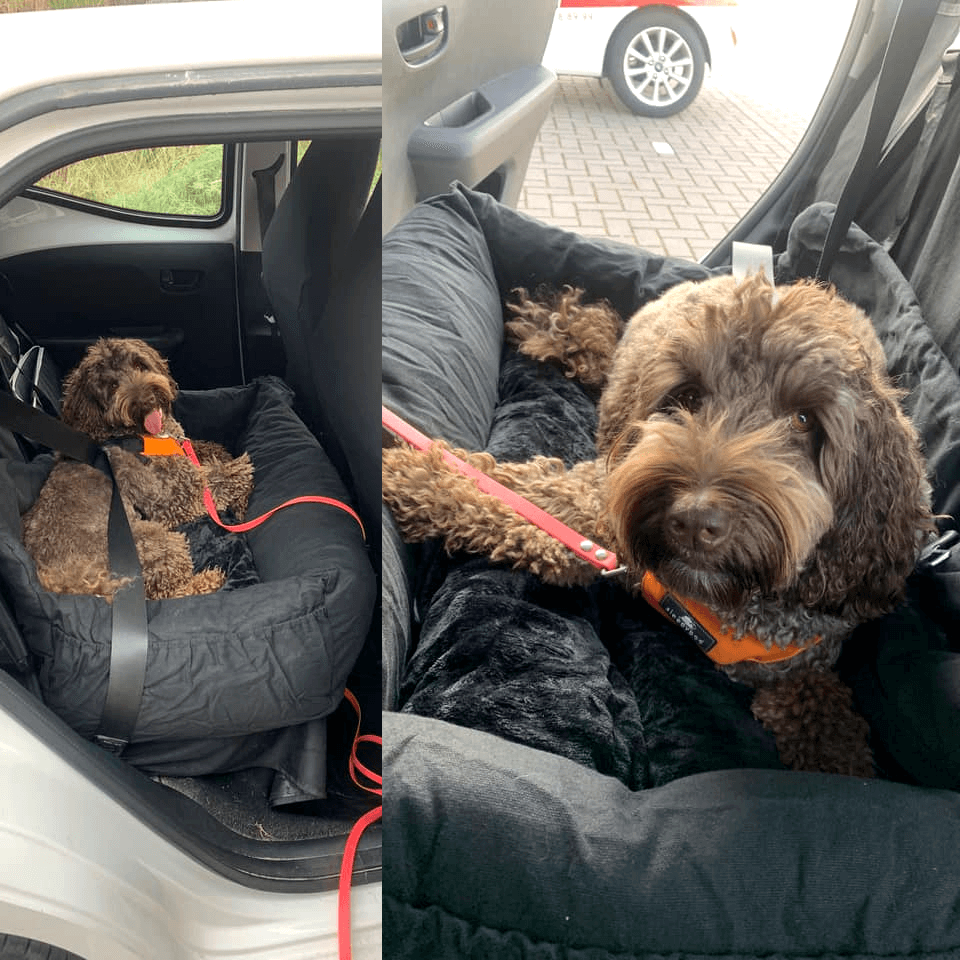 Hondenmand auto autostoel hond