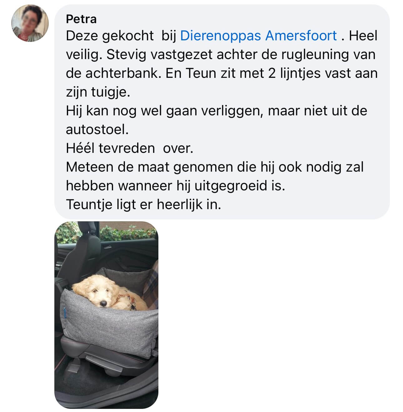 Hondenstoel auto puppy labradoodle