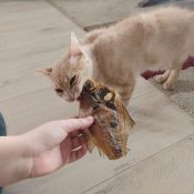 Natuurlijke gedroogde snacks katten kat vis