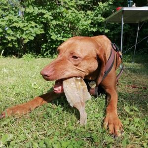 Natuurlijke vissnacks hond schol