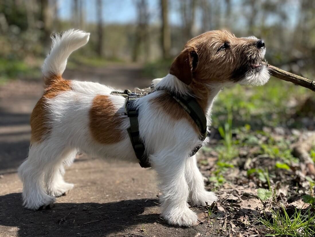 Tuigje Jack Russel puppy