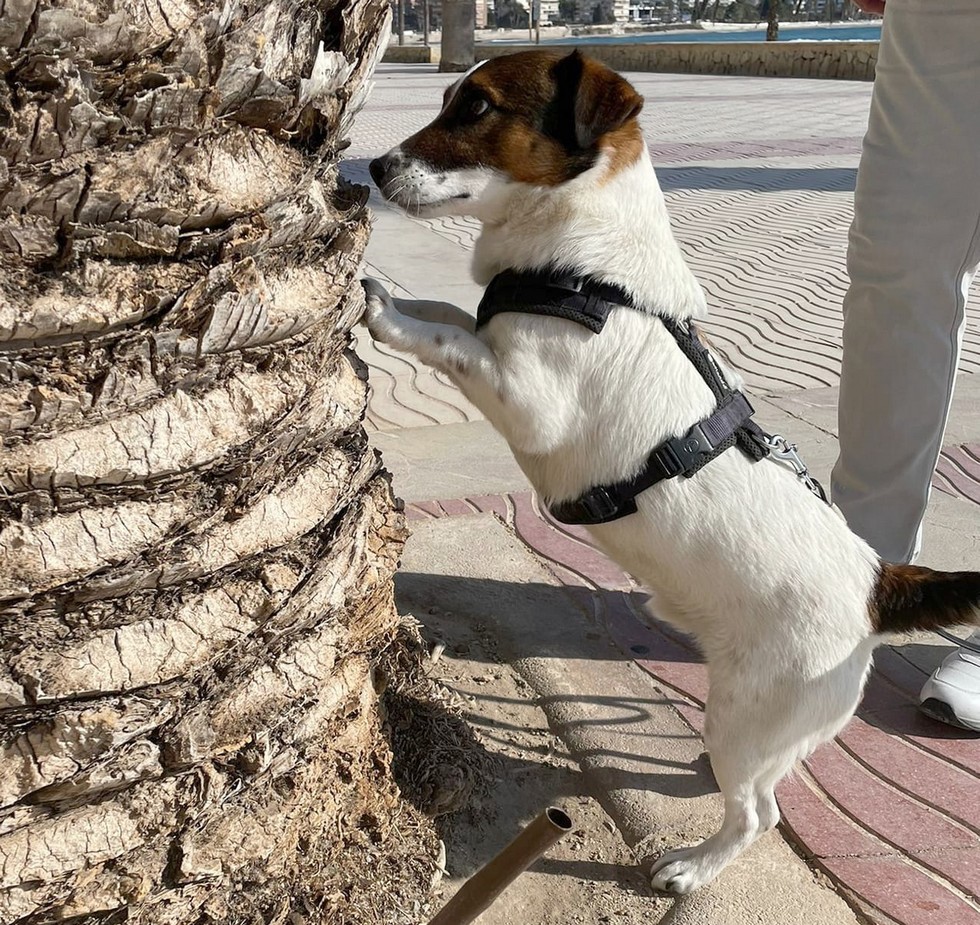 Y tuigje jack russel