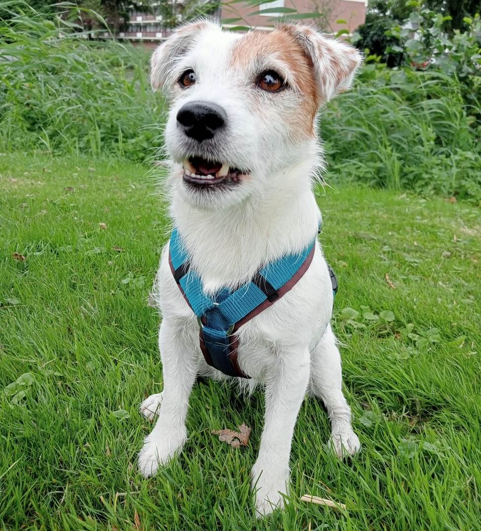 Y tuigje jack russel