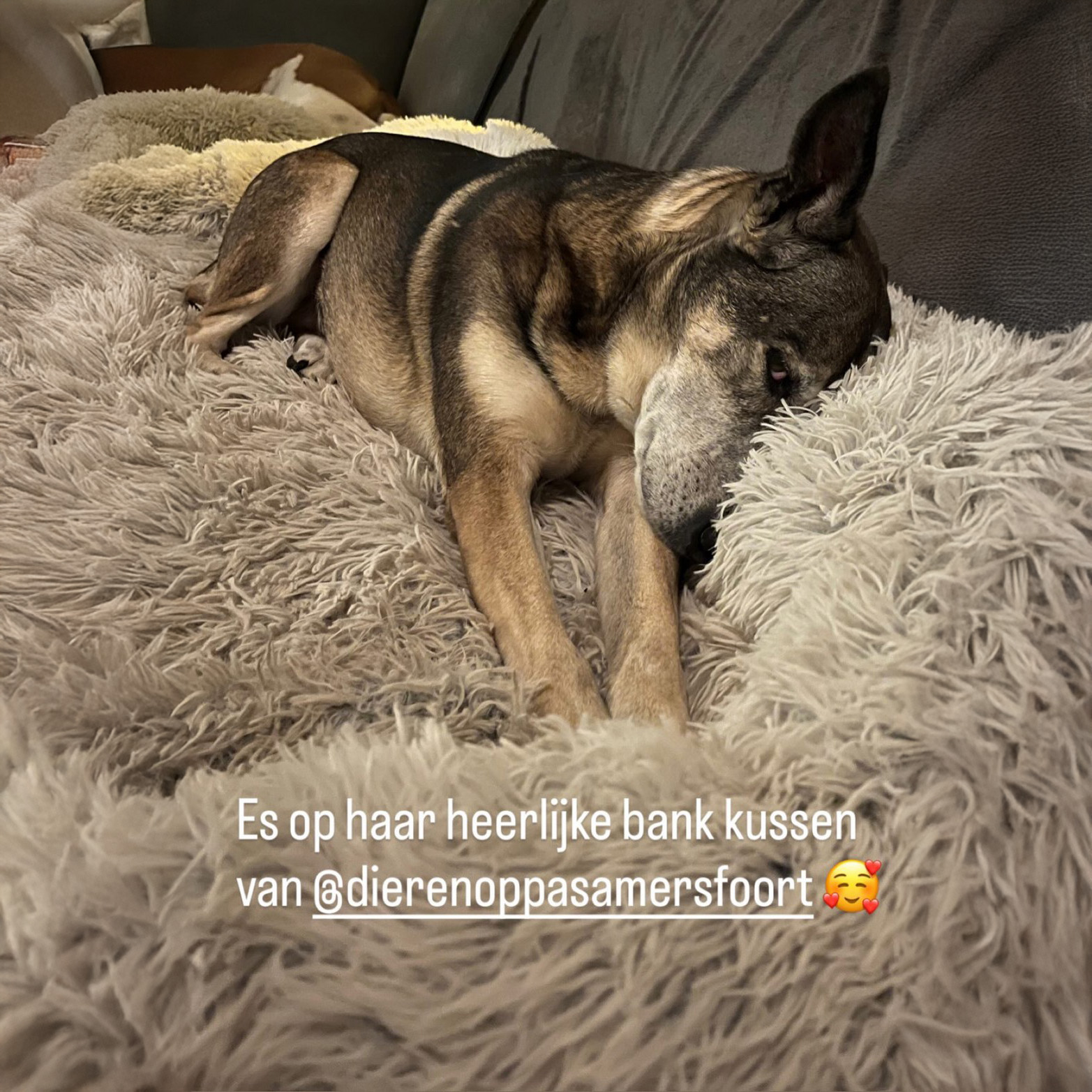 hondenmand voor op de bank