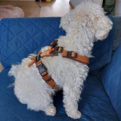 Anny X Open tuigje harnas amber bruin