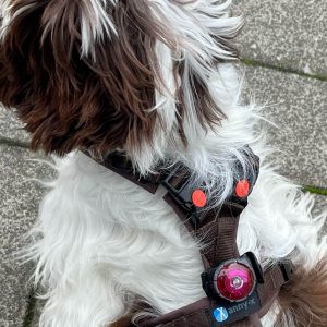 Hondentuig niet over hoofd tuigje hond