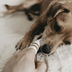 Lila Loves It vingertandenborstel hond vinger tandenborstel