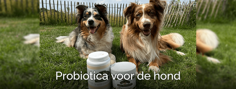 Probiotica voor de hond