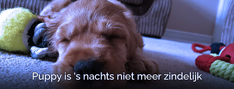 Puppy is 's nachts niet meer zindelijk