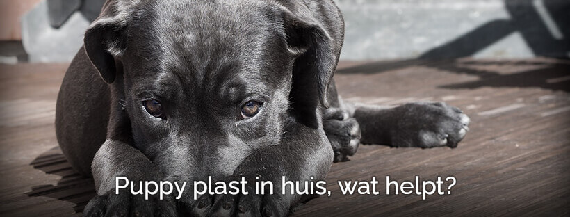 Puppy plast in huis, wat helpt