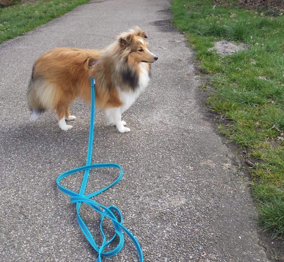 Sleeplijn hond antislip