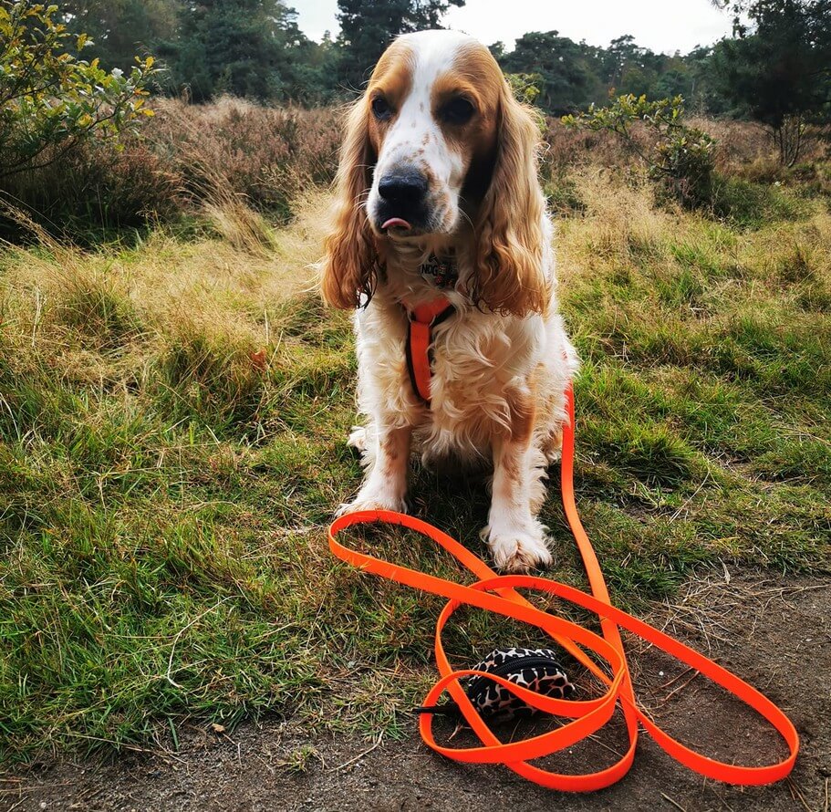 Sleeplijn hond felle kleur neon